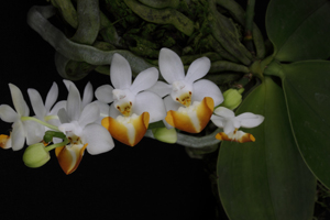 Phal. lobbii Rocky AM 82 pts.